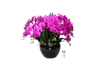 Luxury Giant Orchid Fuchsia - GO09