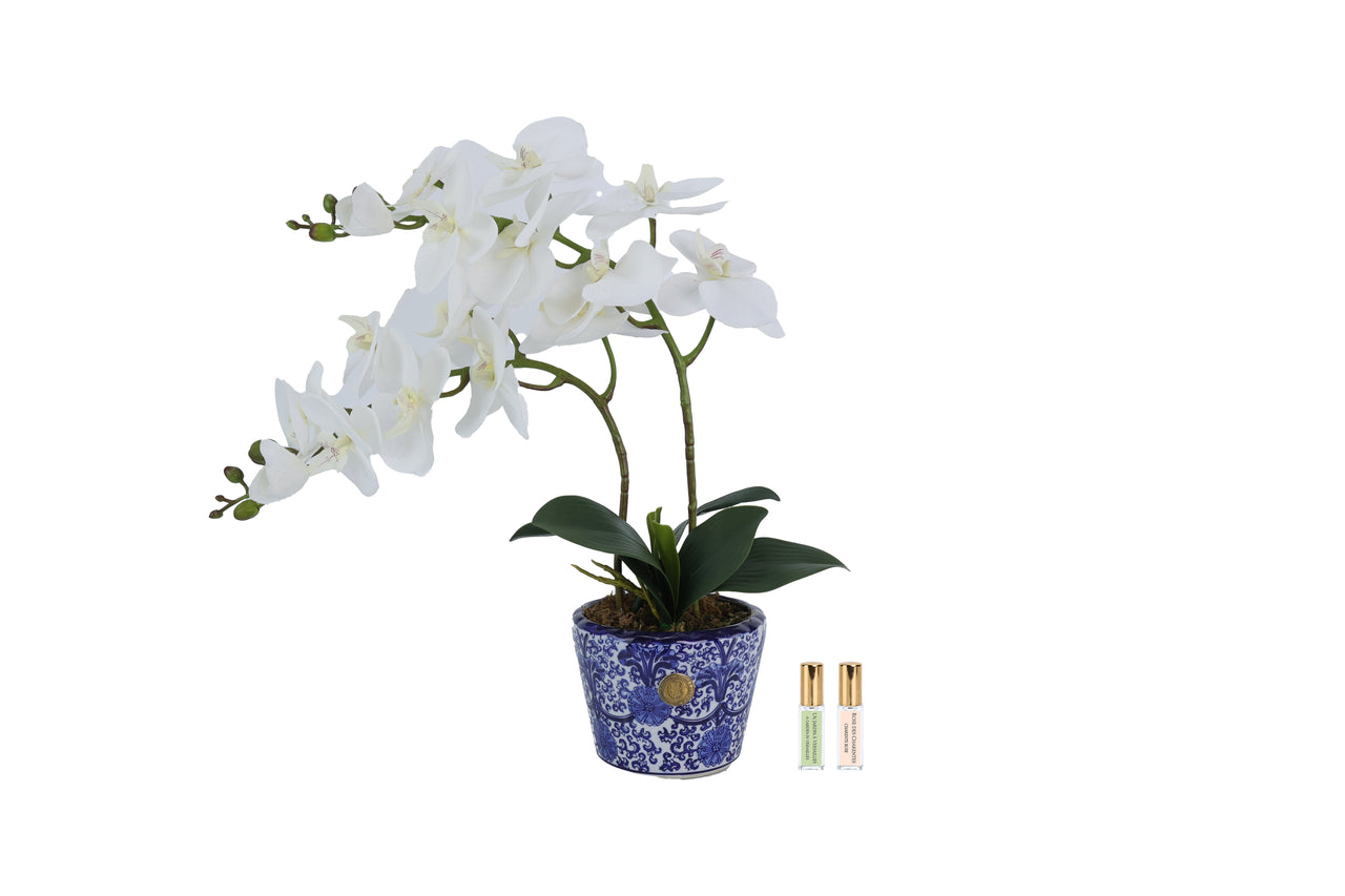 DOC01 | *NEW* Double Orchid - Chinoiserie & White