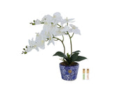 DOC01 | *NEW* Double Orchid - Chinoiserie & White