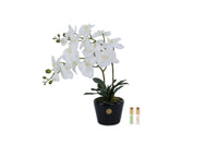 DOP01 | *NEW* Double Orchid - Piano black & White