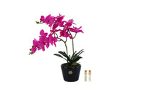 DOP09 | *NEW* Double Orchid - Piano black & Fuchsia