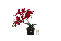 DOP14 | *NEW* Double Orchid - Piano black & Scarlet