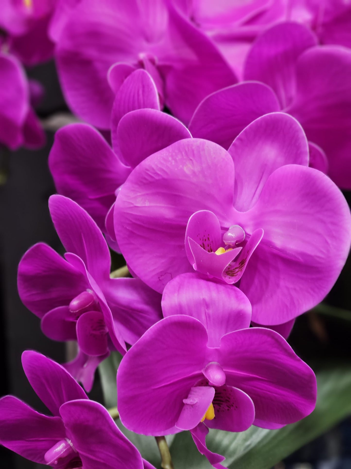 Luxury Giant Orchid Fuchsia - GO09