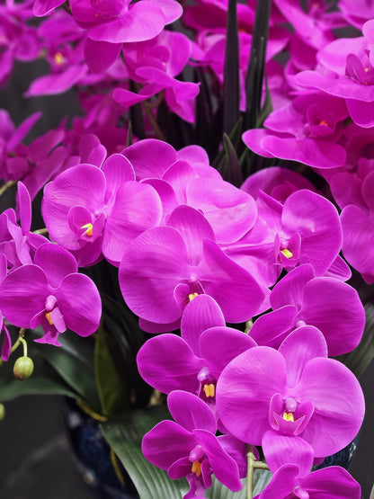 Luxury Giant Orchid Fuchsia - GO09