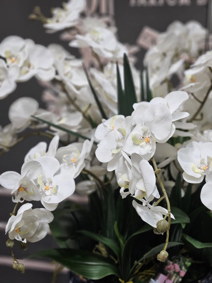 Luxury Giant Orchid White - GO01