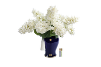 *NEW* INDIGO HYDRANGEAS - Ivory White  - INDH01