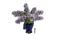 *NEW* INDIGO HYDRANGEAS - Mauve  - INDH04
