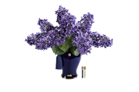 *NEW* INDIGO HYDRANGEAS -Amethyst - INDH15