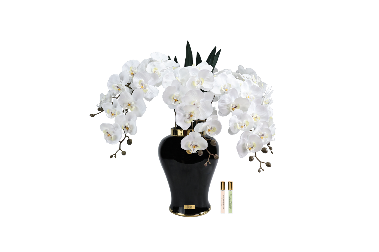 *NEW* Imperial Orchid - White - IMPBO01