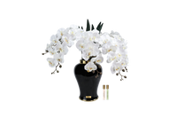 *NEW* Imperial Orchid - White - IMPBO01