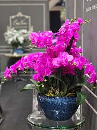 Luxury Giant Orchid Fuchsia - GO09