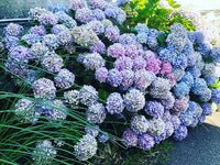 Cote Noire - Luxury Range Hydrangea's - Mauve - Crystal Vase - LHY04